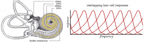 cochlea-and-responses